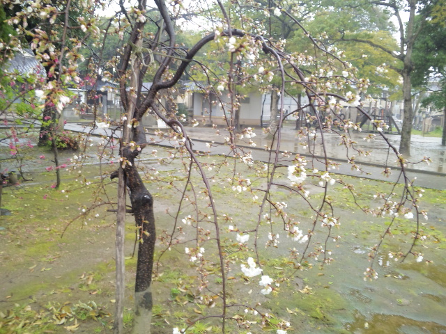 c0212783_2312511.jpg
