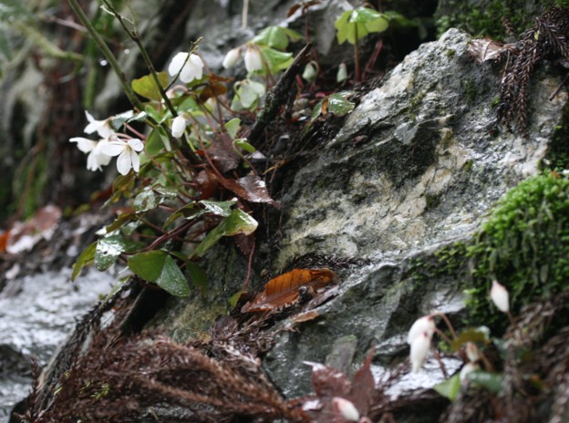 秘境の春の小さい花たち２　ミヤマカタバミ・・・_c0144185_10124062.jpg