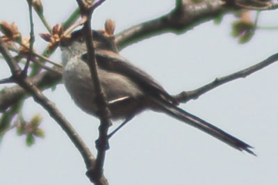c0047589_17493375.jpg