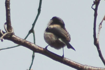 c0047589_17495837.jpg