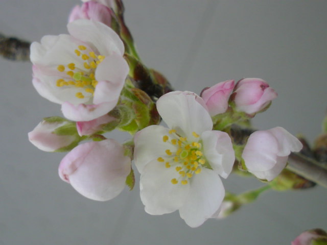 a0147391_1584529.jpg