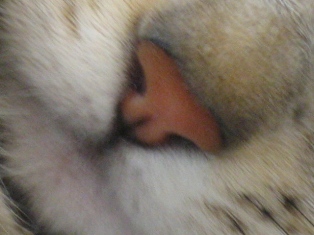 b0054391_8121988.jpg