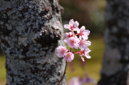 三千院~平安神宮~龍安寺_d0153294_2042218.jpg