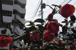 f0166694_21425688.jpg