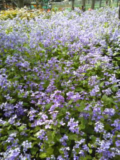 lunch de HANAMI☆_d0083296_19115425.jpg