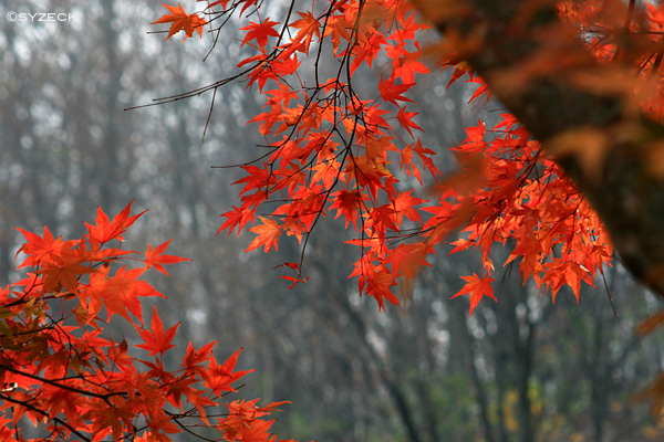 蔦温泉の紅葉_b0051600_13345080.jpg