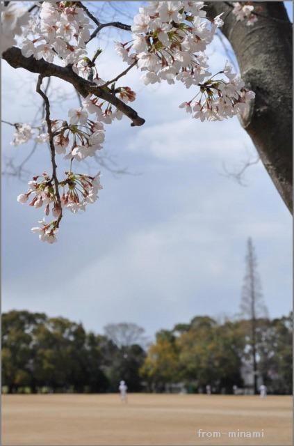 sakura sakura Ⅲ_e0184300_1053149.jpg