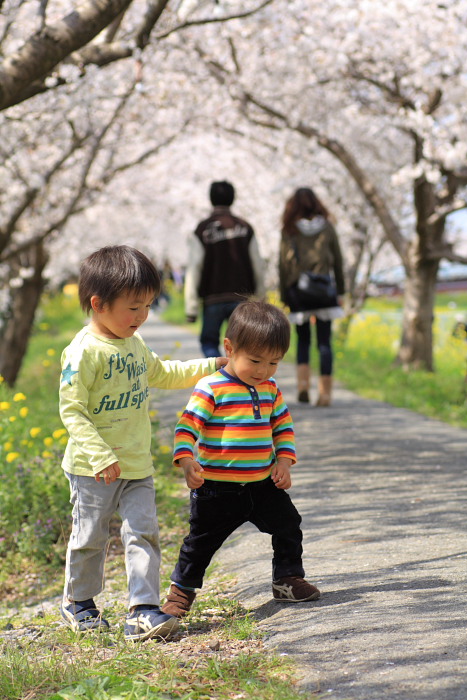 流川の桜並木④_a0162401_833010.jpg