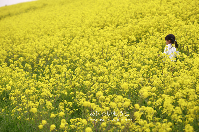 402 菜の花畑でつかまえて あに いもうと