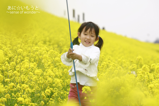402 菜の花畑でつかまえて あに いもうと