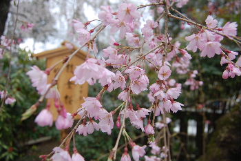 ヤッホー！今日は「思親山」へ・・＆身延山“桜”の旅・・_a0158702_13343461.jpg