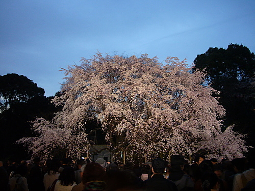 桜　＠六義園_b0114403_850339.jpg