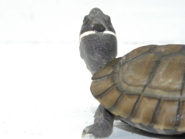 第39章 レイテヤマガメ 偽名返上 パラワンカワガメ として生きる 爬虫類 販売 専門店 飼育相談 関西レプタイルプロ 第39章 レイテヤマガメ 偽名返上 パラワンカワガメ として生きる 爬虫類 販売 専門店 飼育相談 関西レプタイルプロ