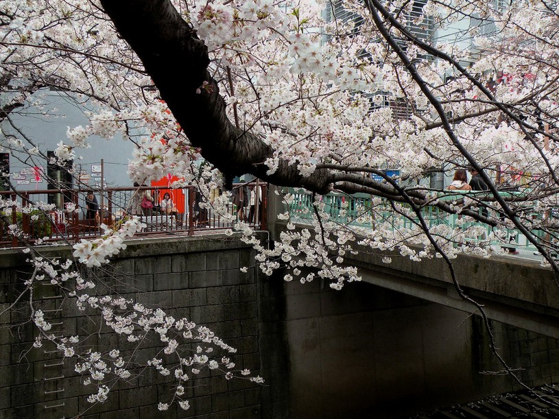 Ｓａｋｕｒａ ②_a0169616_21521572.jpg