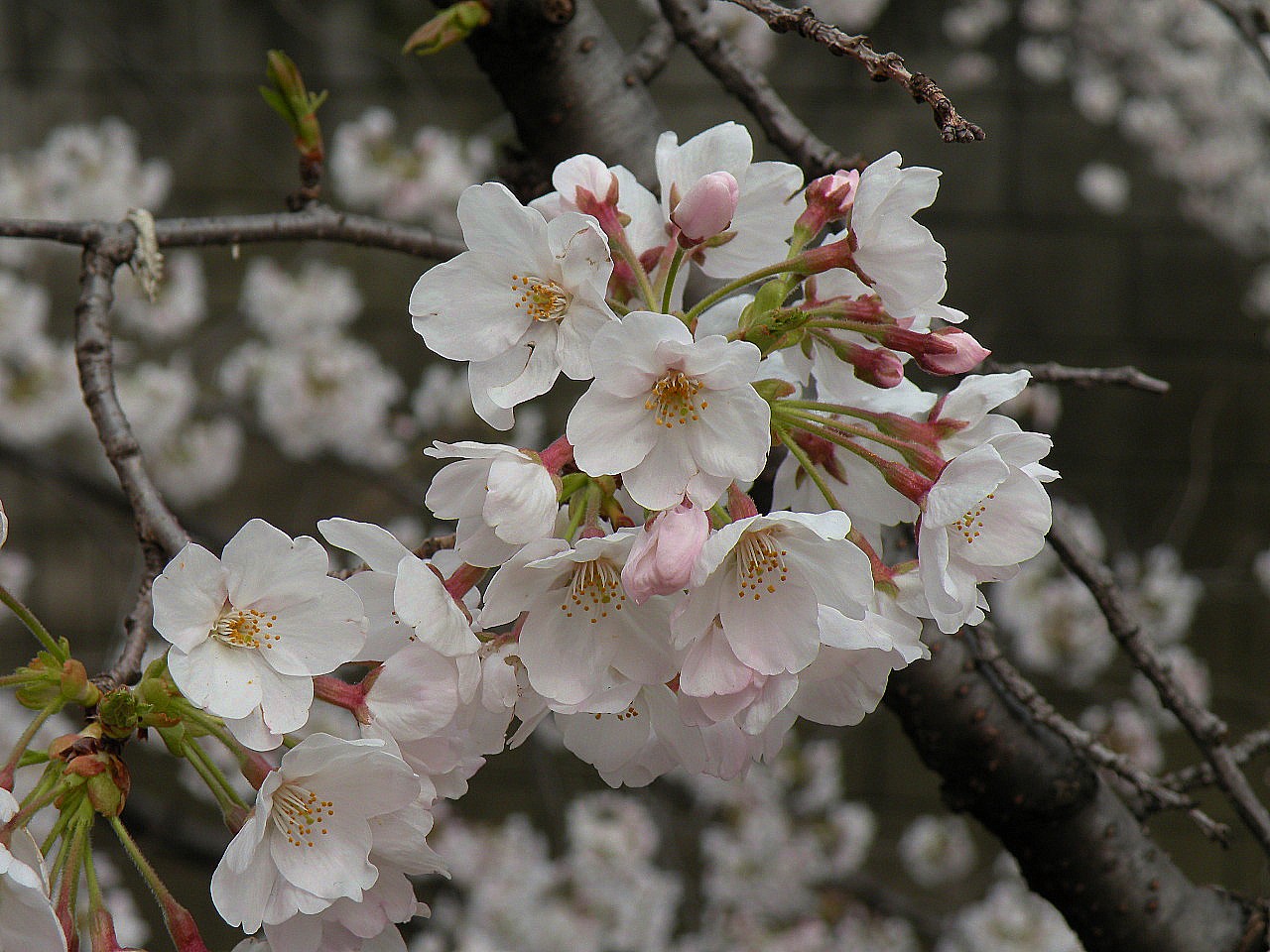 Ｓａｋｕｒａ ②_a0169616_21553057.jpg