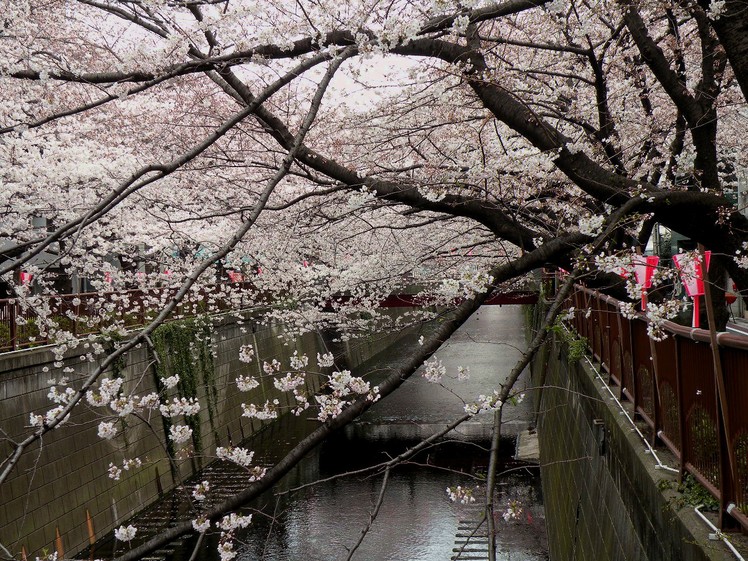 Ｓａｋｕｒａ ②_a0169616_21593821.jpg