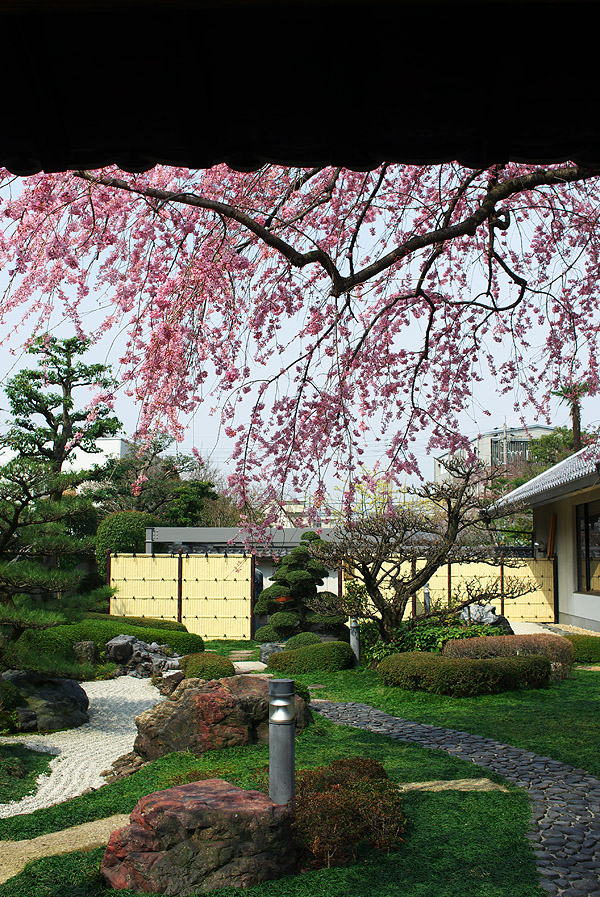 市郷土館の紅しだれ桜2010（大垣市丸の内）_c0115616_6312821.jpg