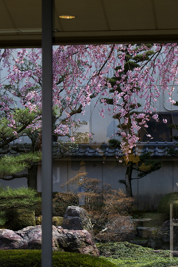 市郷土館の紅しだれ桜2010（大垣市丸の内）_c0115616_6314913.jpg