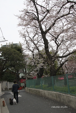 Maruも保育園に行く♪_e0191026_19492384.jpg