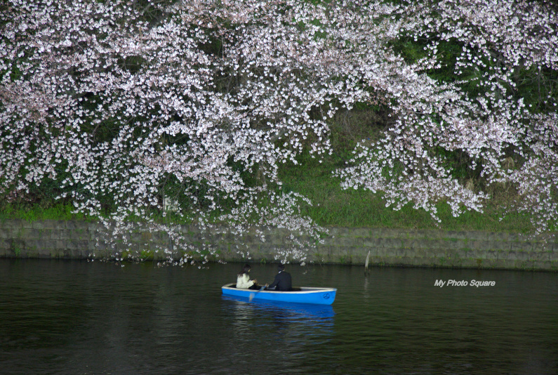 夜桜（１）_c0167028_1114587.jpg