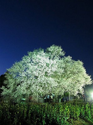 一心行の桜（スライド）_b0161030_13113361.jpg