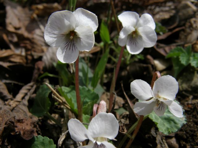 e0145033_20291753.jpg
