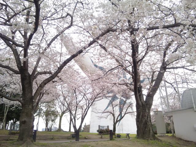 桜と太陽の塔。_d0065835_23203299.jpg