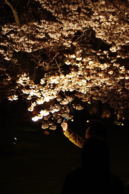 古都の夜桜_e0171336_1640546.jpg