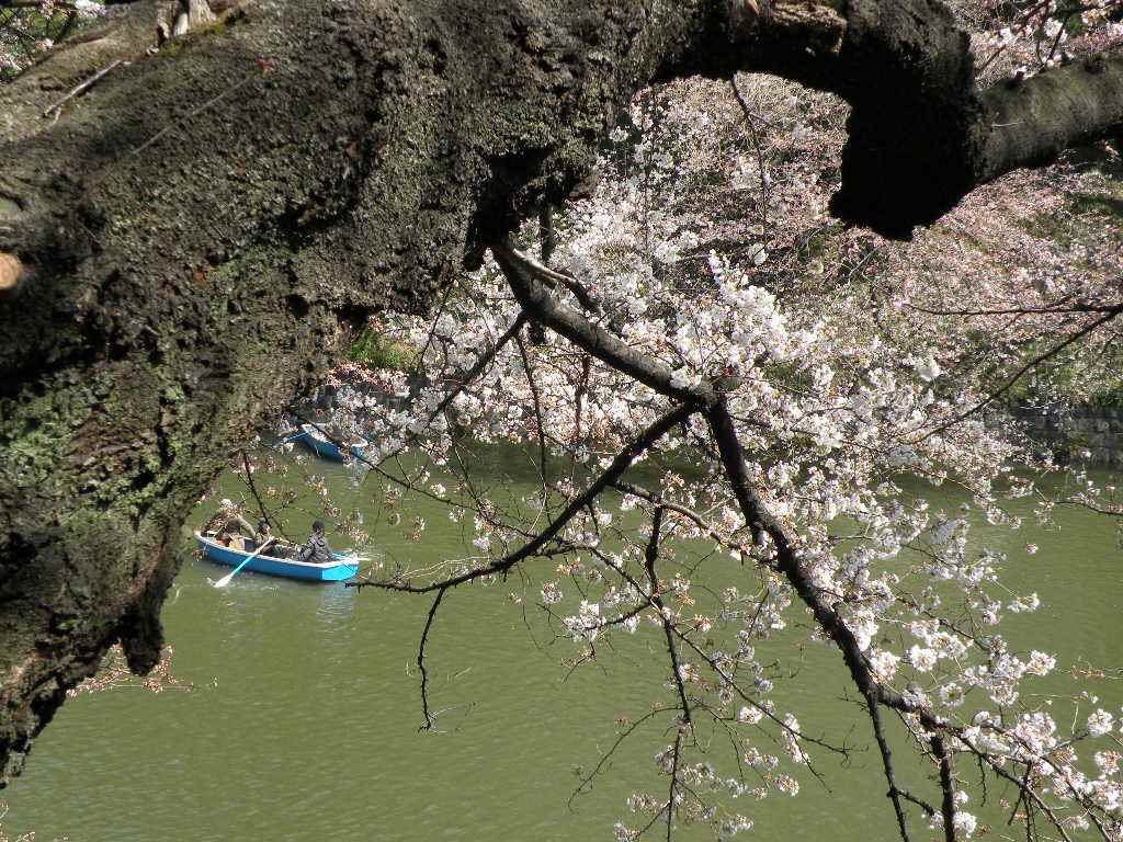 ４月２日　　桜。強風で散ったでしょうか。_f0117041_14205840.jpg