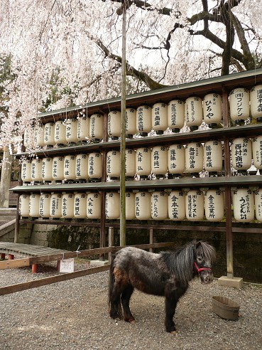 京の桜めぐり～大石神社・祇園白川他_c0057946_19464974.jpg