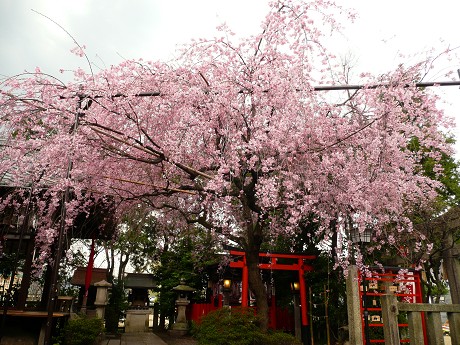 京の桜めぐり～大石神社・祇園白川他_c0057946_19474268.jpg