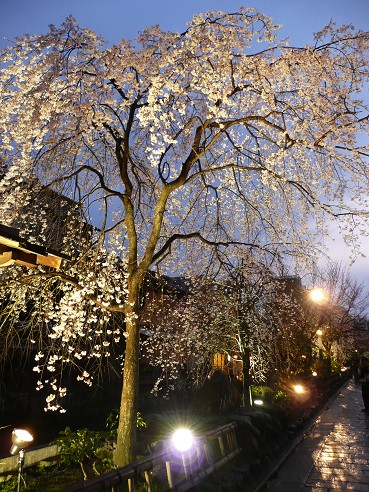 京の桜めぐり～大石神社・祇園白川他_c0057946_1954681.jpg