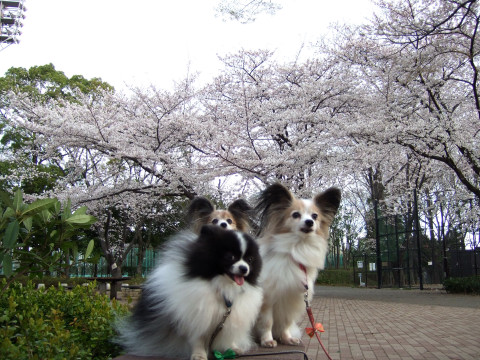 今年もワンコと花見＠いつもの公園_e0138546_223026.jpg