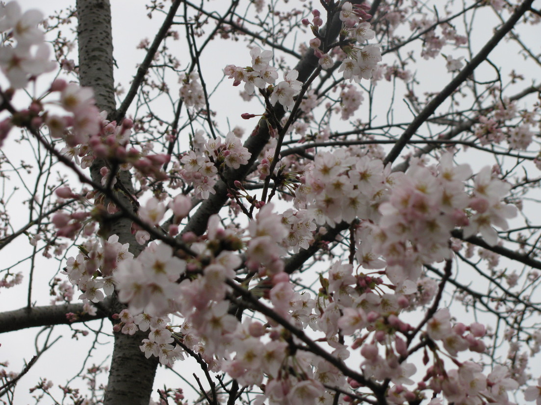 桜開花状況　４月２日_f0229750_13191930.jpg