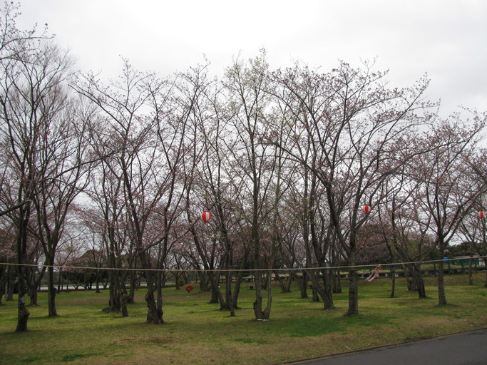 桜開花状況　４月２日_f0229750_13214973.jpg