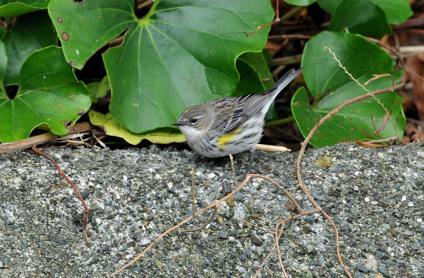 キヅタアメリカムシクイ Birding In Japan キヅタアメリカムシクイ Birding In Japan