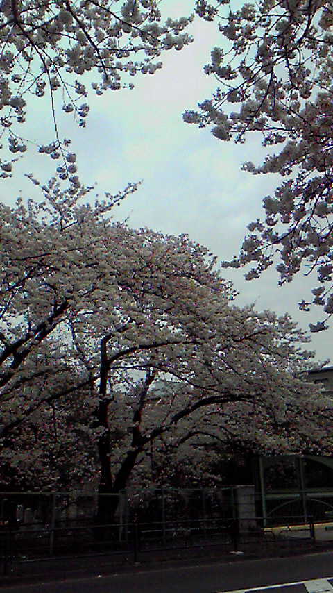 実はかなりの桜スポット。_f0222152_16364410.jpg