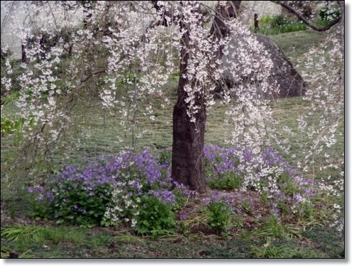 　　　　　　　　　　　　　　　　　　　　　東郷寺の枝垂れ桜　　　３月２９日_d0075453_0172565.jpg