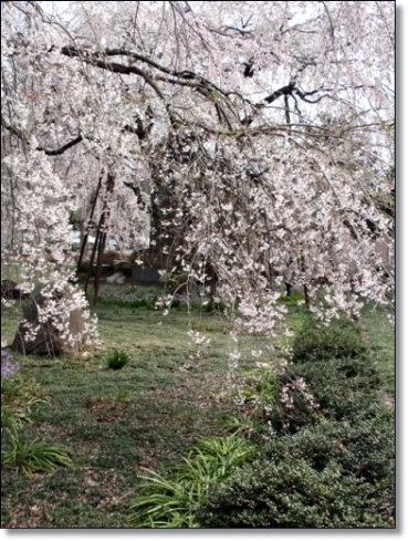 　　　　　　　　　　　　　　　　　　　　　東郷寺の枝垂れ桜　　　３月２９日_d0075453_0234927.jpg