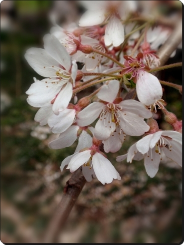 　　　　　　　　　　　　　　　　　　　　　東郷寺の枝垂れ桜　　　３月２９日_d0075453_0484846.jpg