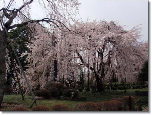 　　　　　　　　　　　　　　　　　　　　　東郷寺の枝垂れ桜　　　３月２９日_d0075453_063449.jpg