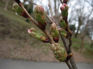 ☆桜の開花情報☆_c0208355_15293712.jpg