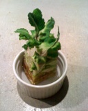 スーパーの野菜を育てる2:キャベツの花が咲きました_b0087556_20521190.jpg