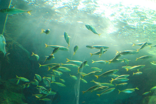 c0169657_8113557.jpg