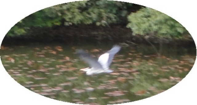 c0108460_19573511.jpg