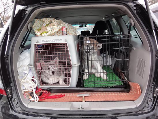 秋田犬の展覧会_b0124462_1023525.jpg