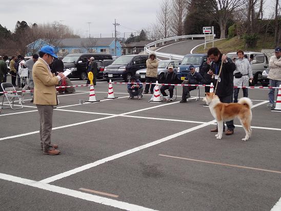 秋田犬の展覧会_b0124462_9505338.jpg