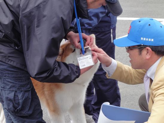 秋田犬の展覧会_b0124462_9515086.jpg