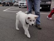秋田犬の展覧会_b0124462_9585481.jpg