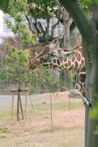 天王寺動物園へ③_b0160363_143495.jpg